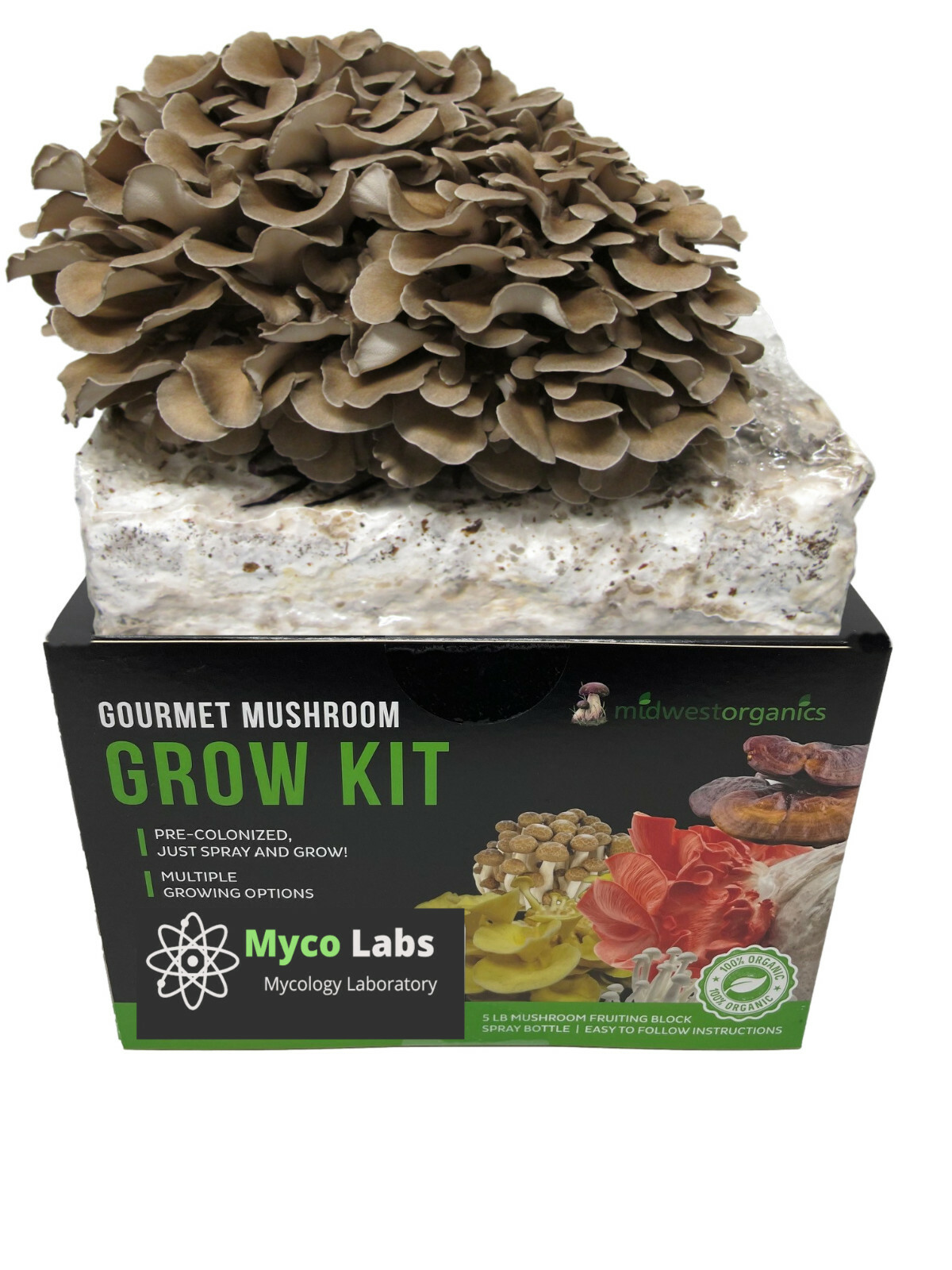 Maitake (Hen of the Woods) Indoor Mushroom Grow Kit Ready to Grow! 5 Pound