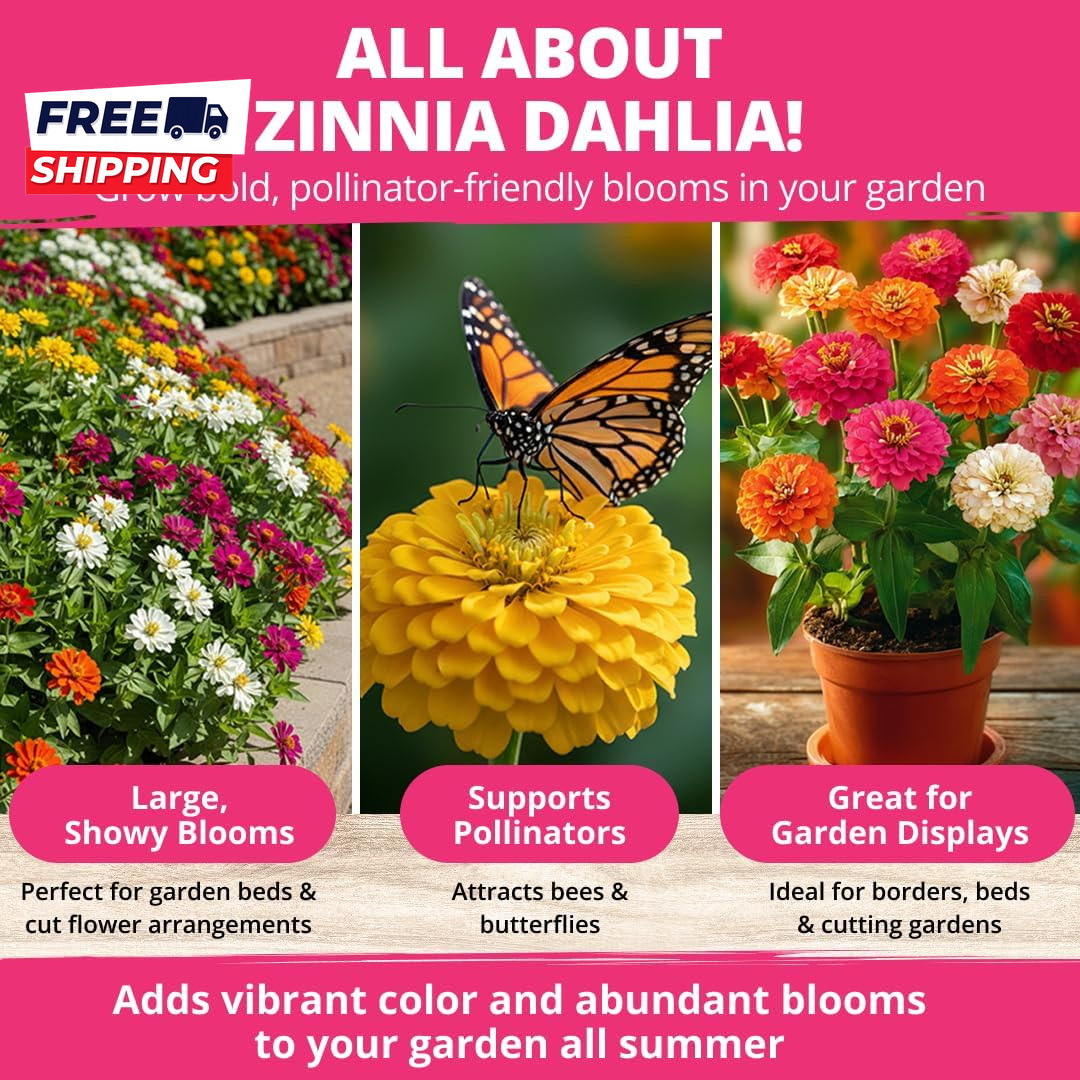 Zinnia Dahlia Seeds Pack for 2026 Non GMO 524 Flower Seeds Vibrant Zinnia Elegan