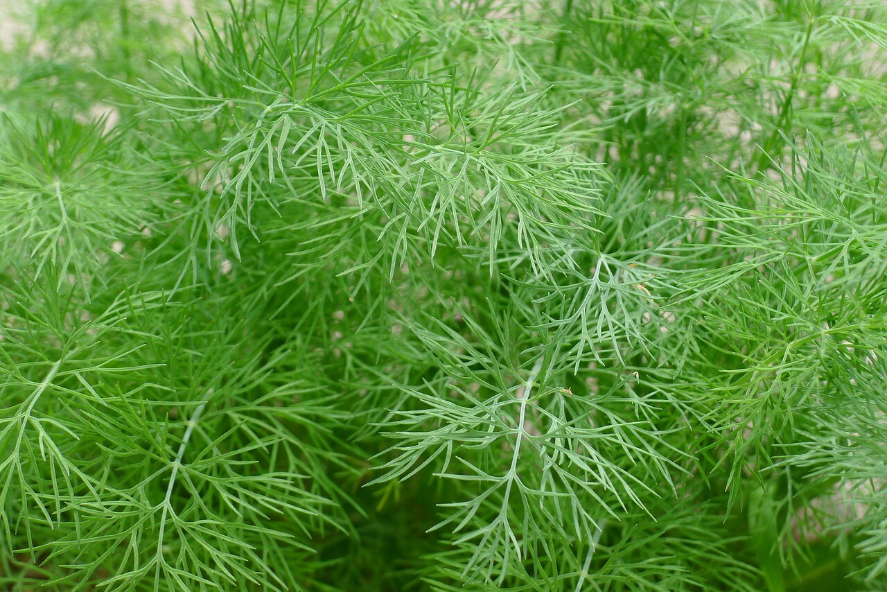 350 DILL SEEDS SPRING PLANTING FRESH NON-GMO HEIRLOOM HERB SPICE VEGETABLE USA