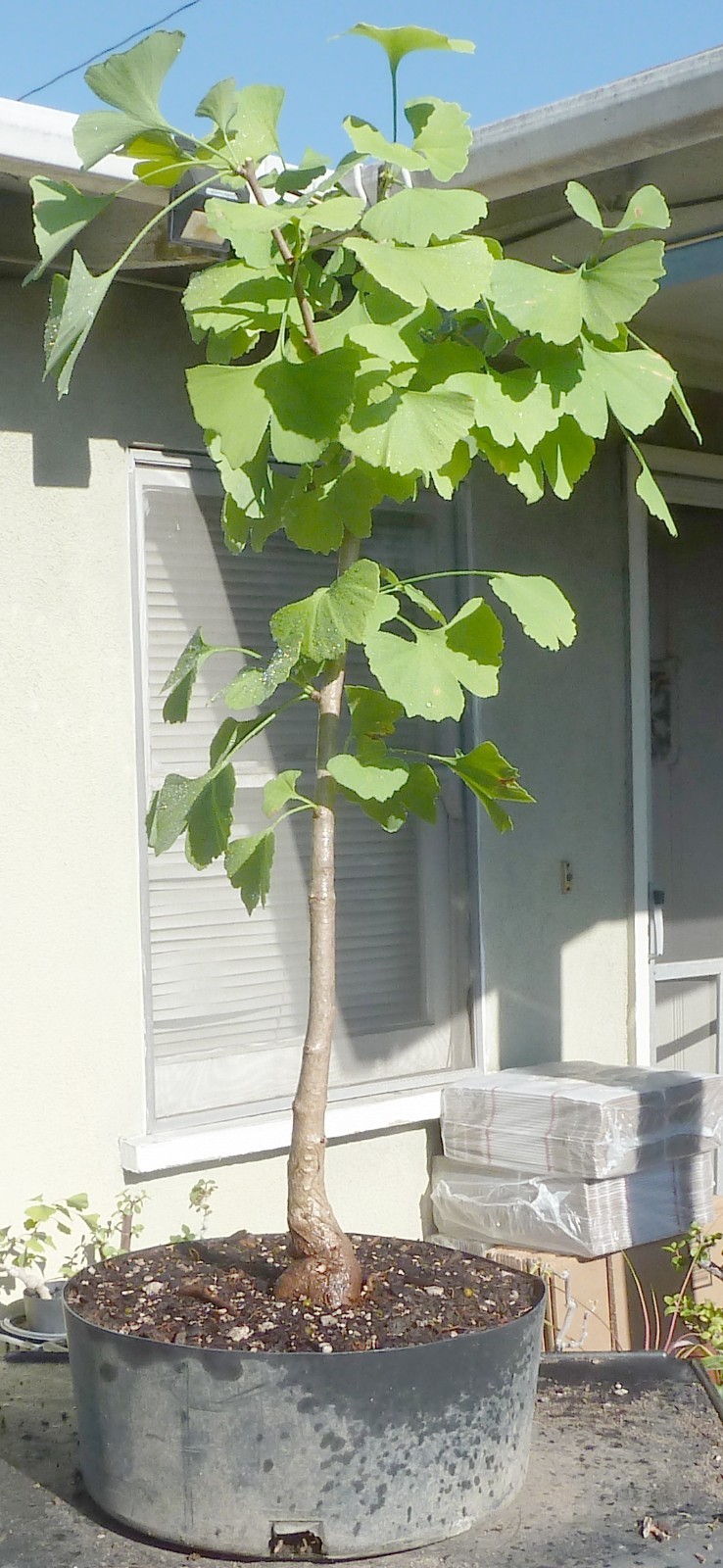 Ginkgo Biloba Pre Bonsai Dwarf Shohin Nice Trunk & Nebari Maidenhair Deciduous