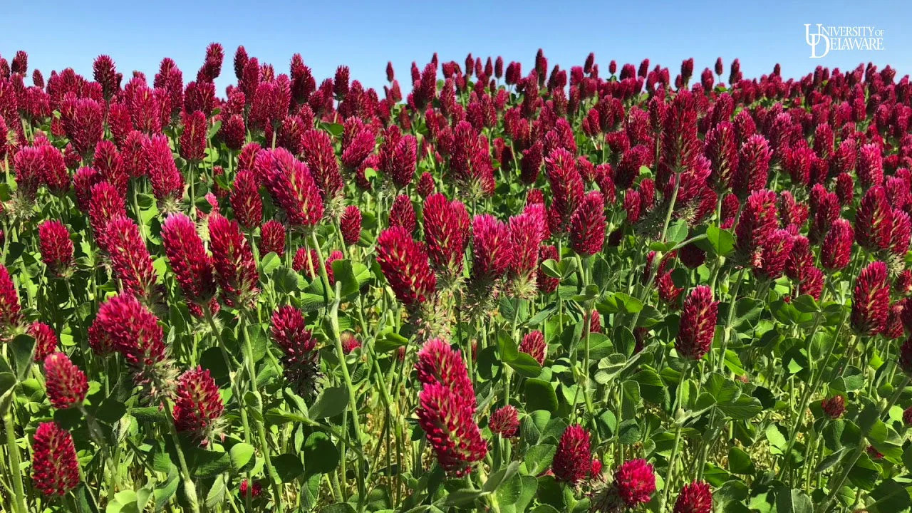 Crimson Clover Seeds |Winter Garden Cover Crop Blood Red Annual Flower Seed 2024