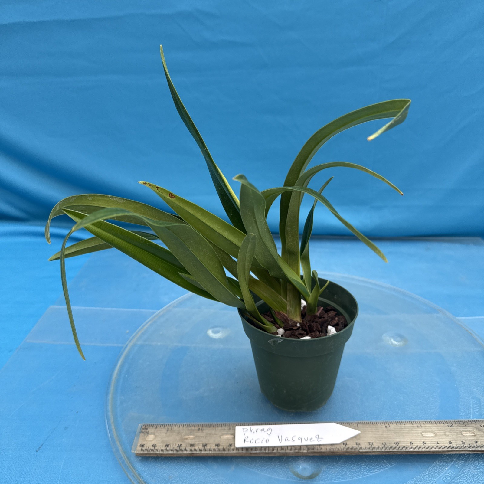 Phragmipedium Rocio Vasquez Red Amber Olive Bloom Size Orchid Hybrid 4” RePot