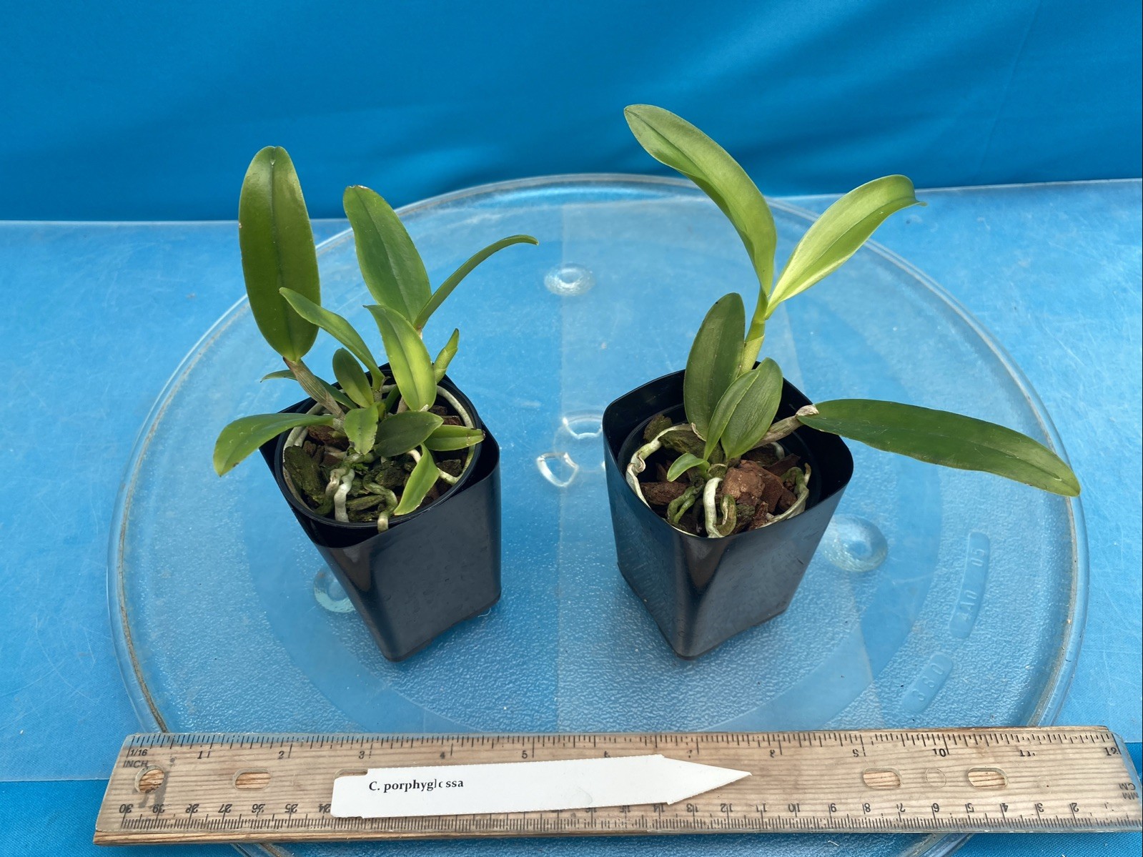 Cattleya porphyroglossa Amber Purple White Multifloral Species Orchid Eros 2” Pt