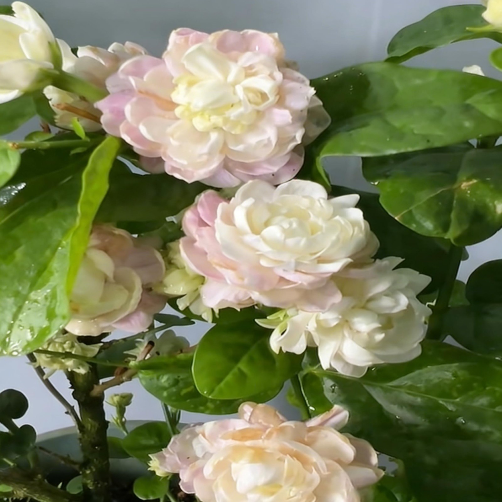 Jasmine Flower Seeds Sambac 300+ Double Fragrant Heirloom