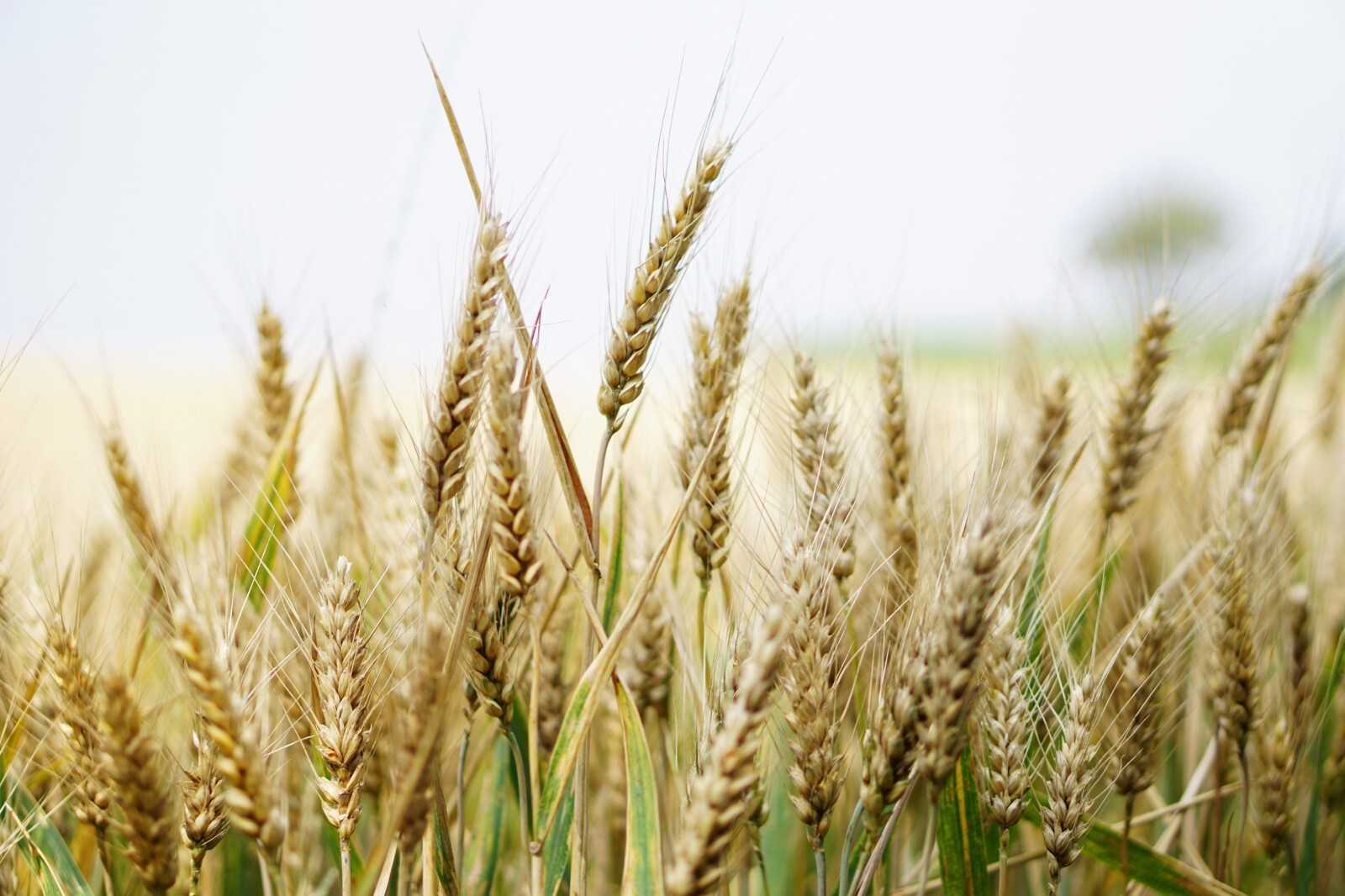 Grain Seeds – -Bunker Triticale Rye-Wheat – 200 Seeds Starter Pack-Cover Crop
