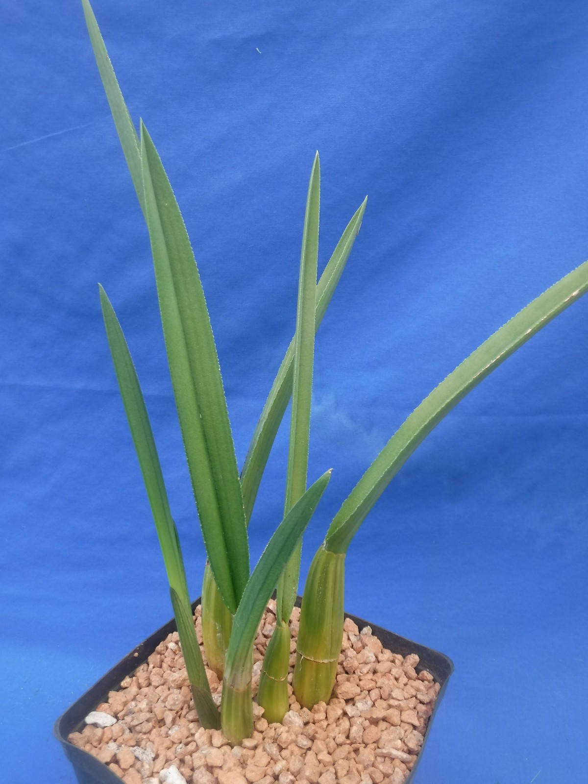 Eulophia petersii 5 Stems Amazng Flowr Desert Orchid Succulent Plant 12″ Tall W3