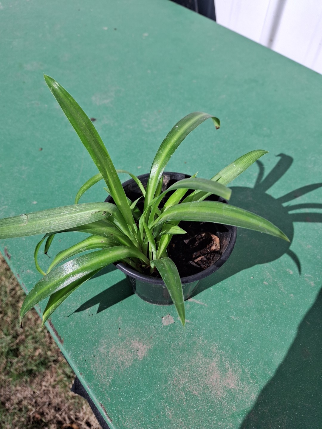 Varigated Spider Plant Very Healthy 4 In Pot