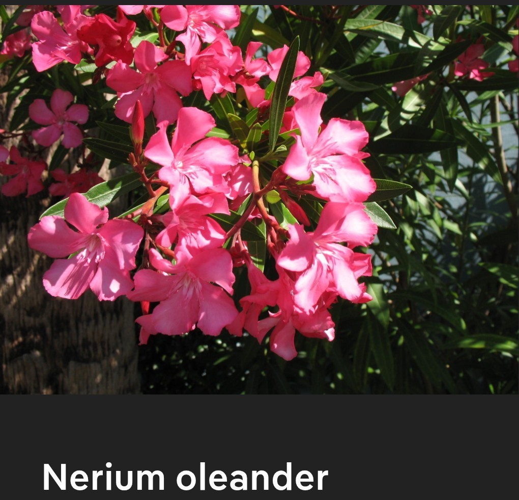 50 Hot Pink Oleander Seeds . Easy To Grow!!