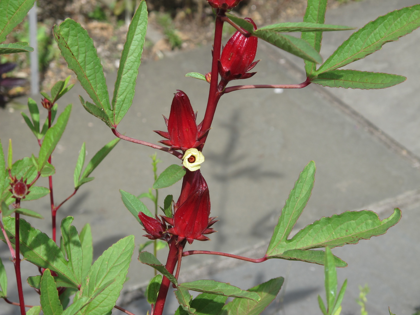 Hibiscus Tea Plant Roselle Jamaican Indoor/Patio Fruiting 6-8 Inch Tall 4″ Pot