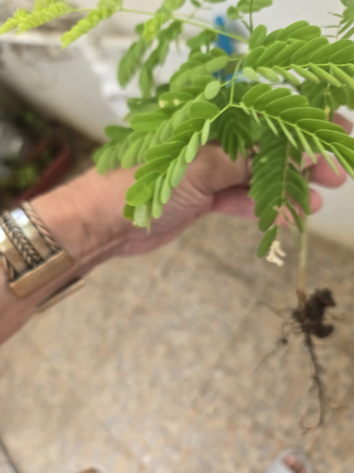 Live seedling Flamboyant from Puerto Rico Poinciana Flame Tree 6″ Delonix