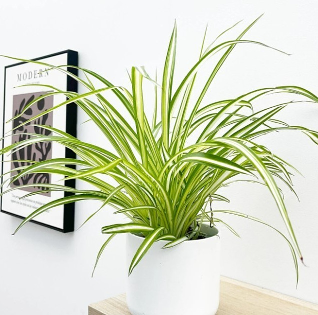 Variegated Spider Live Plant – 4-7″ Tall – Chlorophytum Air Purifier Houseplant