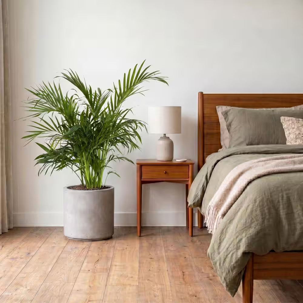 Cat Palm Chamaedorea Cataractarum Plant in 9.25 Inch Grower Pot