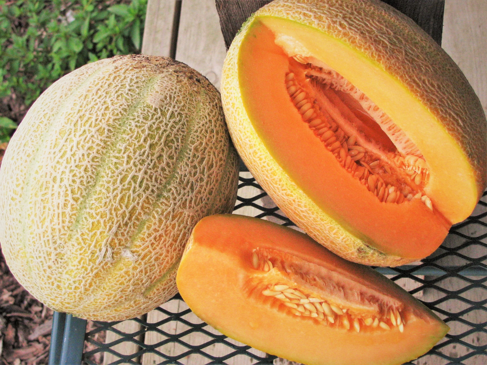Hale’s Best Jumbo Cantaloupe Seeds | NONGMO Heirloom Musk Melon Fruit Seed 2024