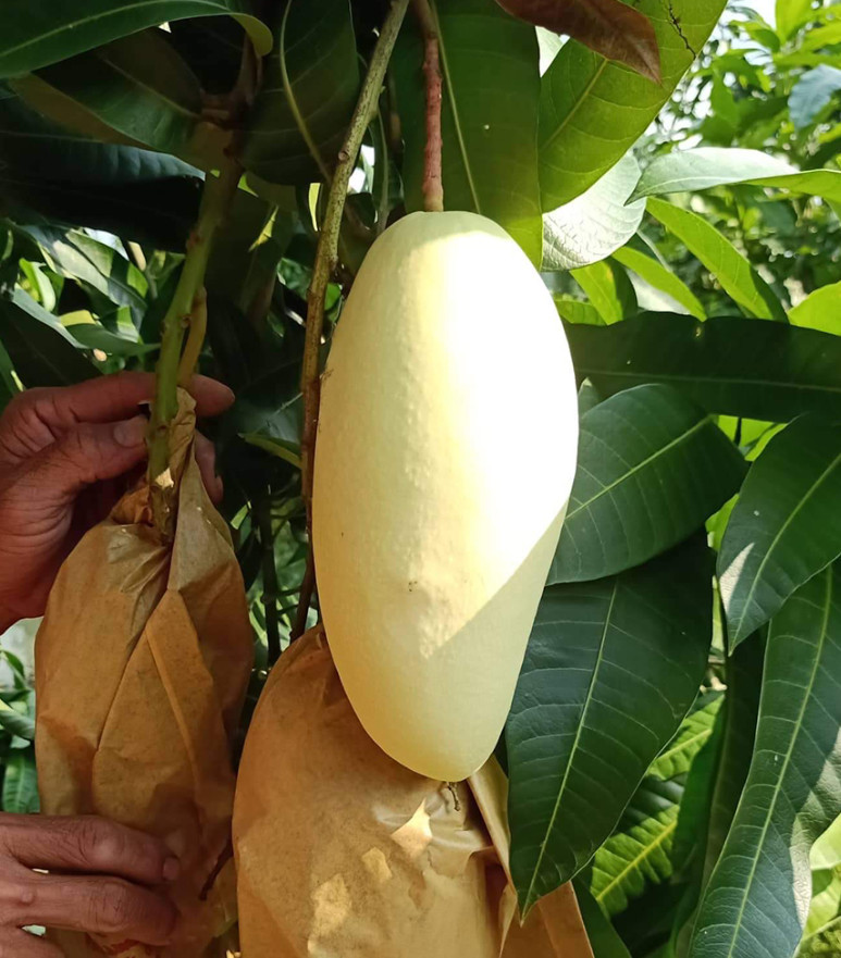 Live Grafted Elephant Mango Tree – 3 Gal Pot – Tropical Fruit Tree – No Ship CA