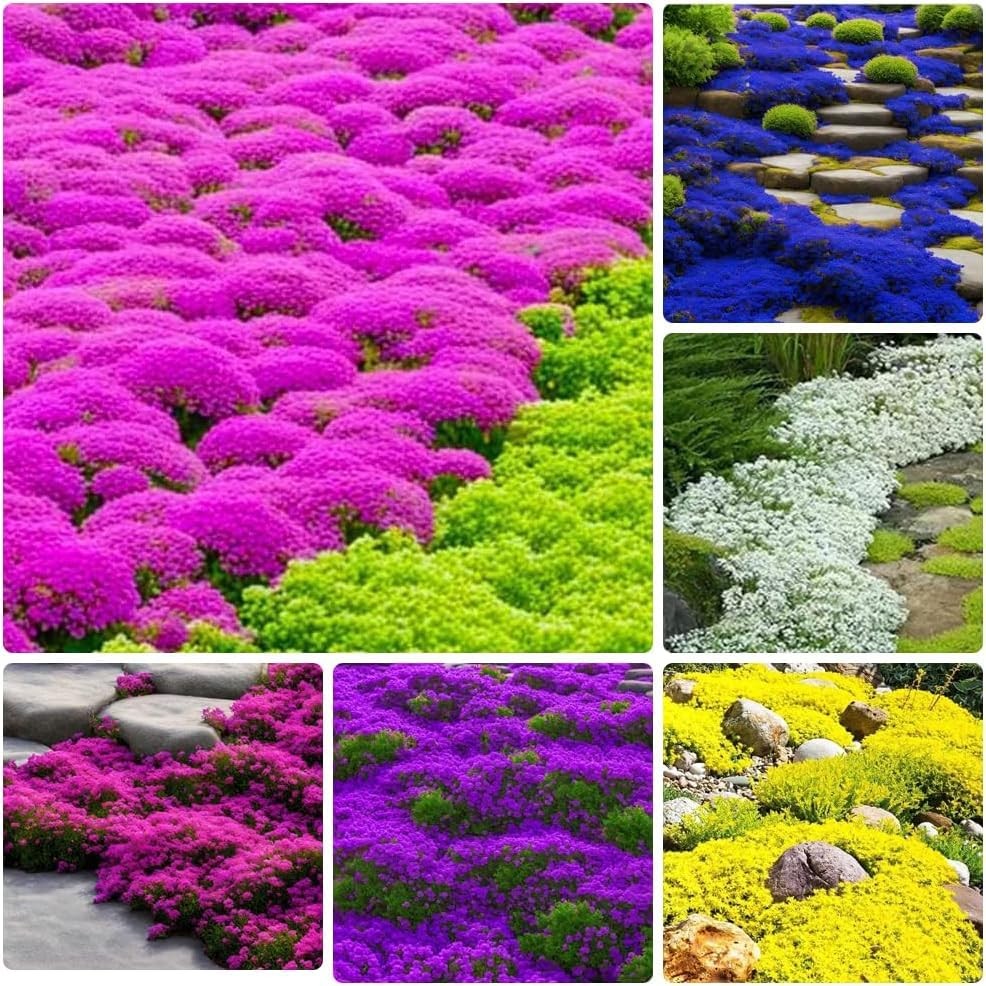 10000+ Mix Creeping Thyme Seeds Wild Creeping Thyme Seeds for Planting