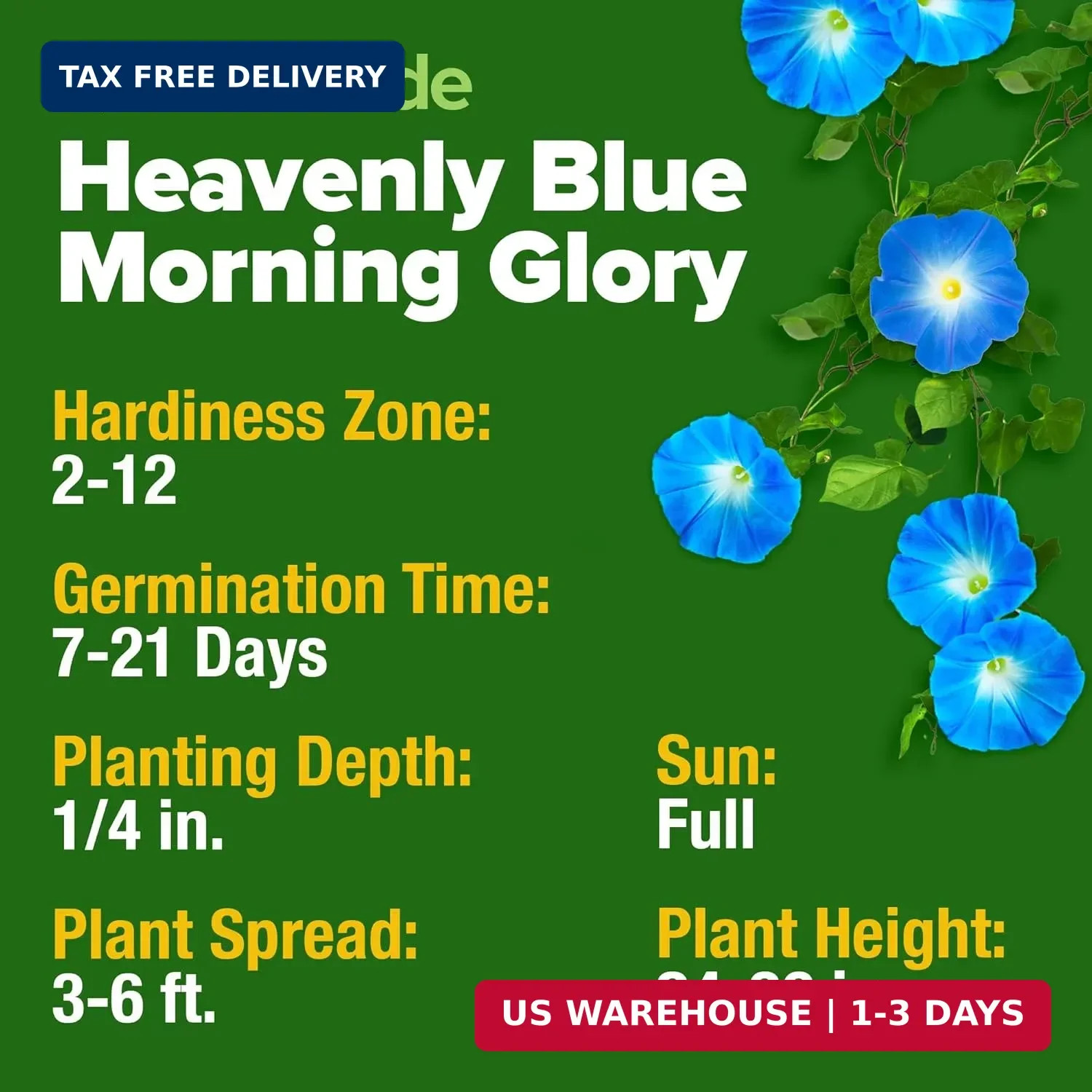 HOME GROWN Heavenly Blue Morning Glory – 150 Heirloom Seeds for Planting, Ideal
