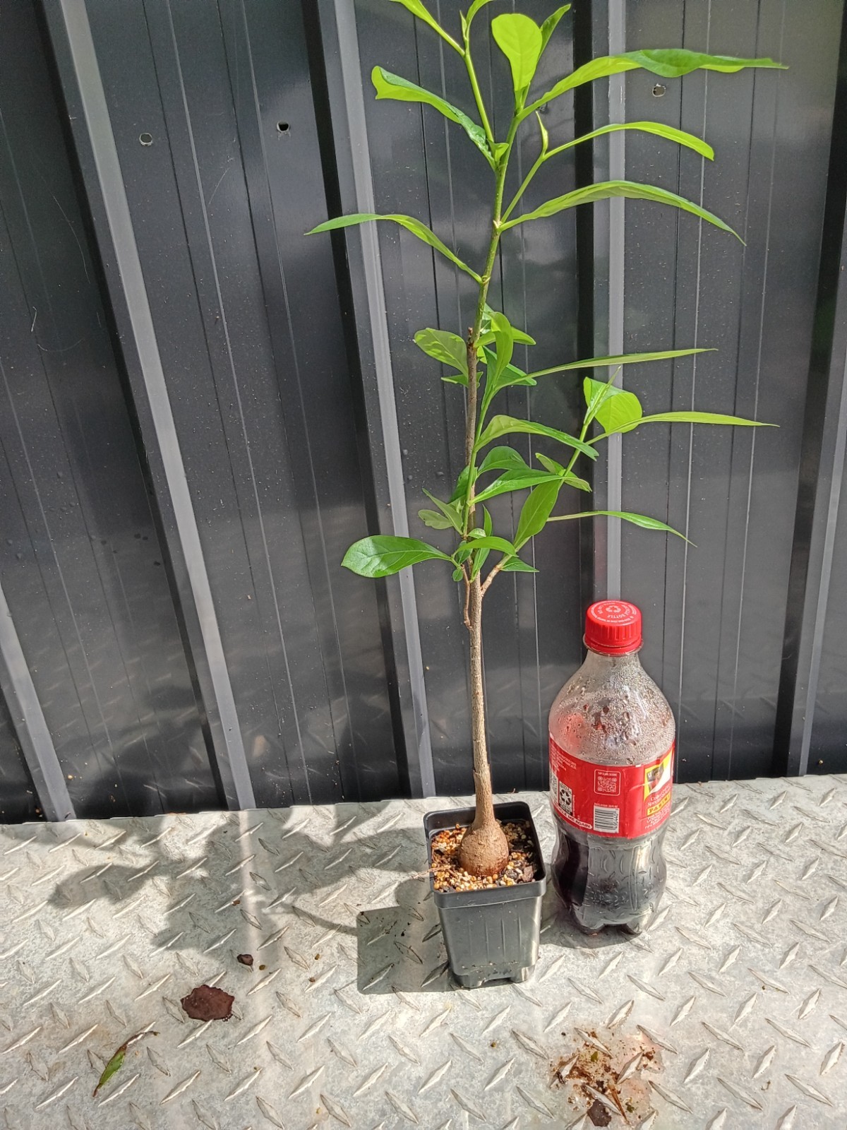 baobab digitata fully rooted potted plants (12 to 16) inches good size plants