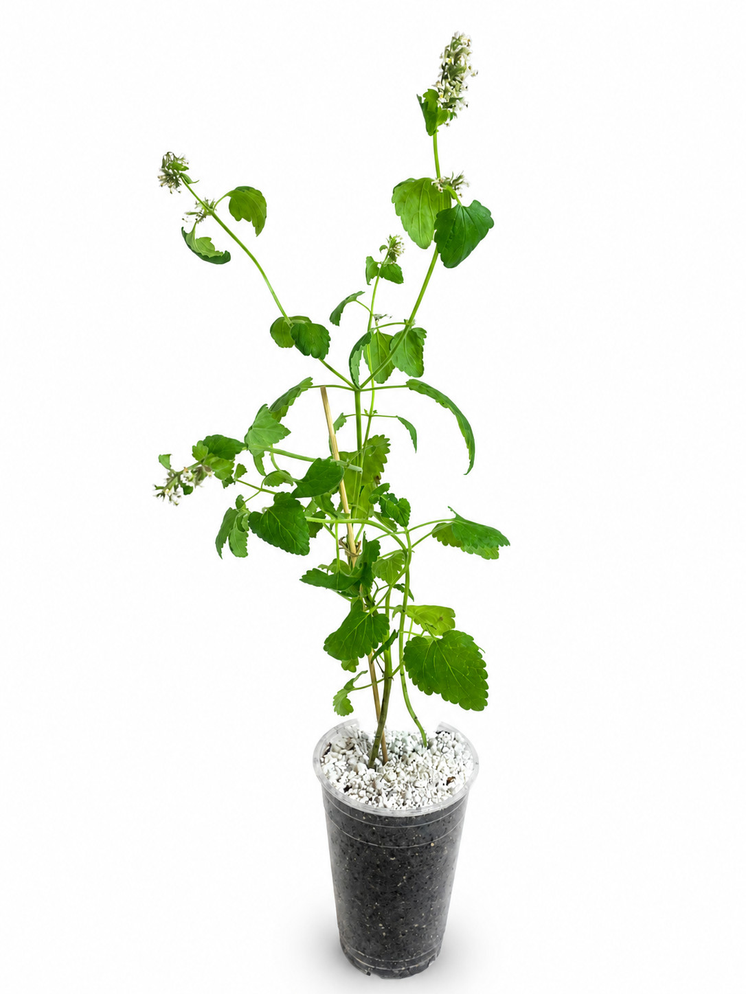 Heirloom Live Catnip Plant Nepeta Cataria Cat Mint Herb Pesticide Free 8″ Plant