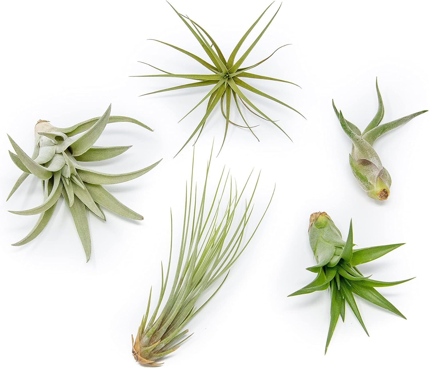 Classic Air Plants Variety Pack – Bulk/Wholesale -Easy Care Indoor/Outdoor Decor