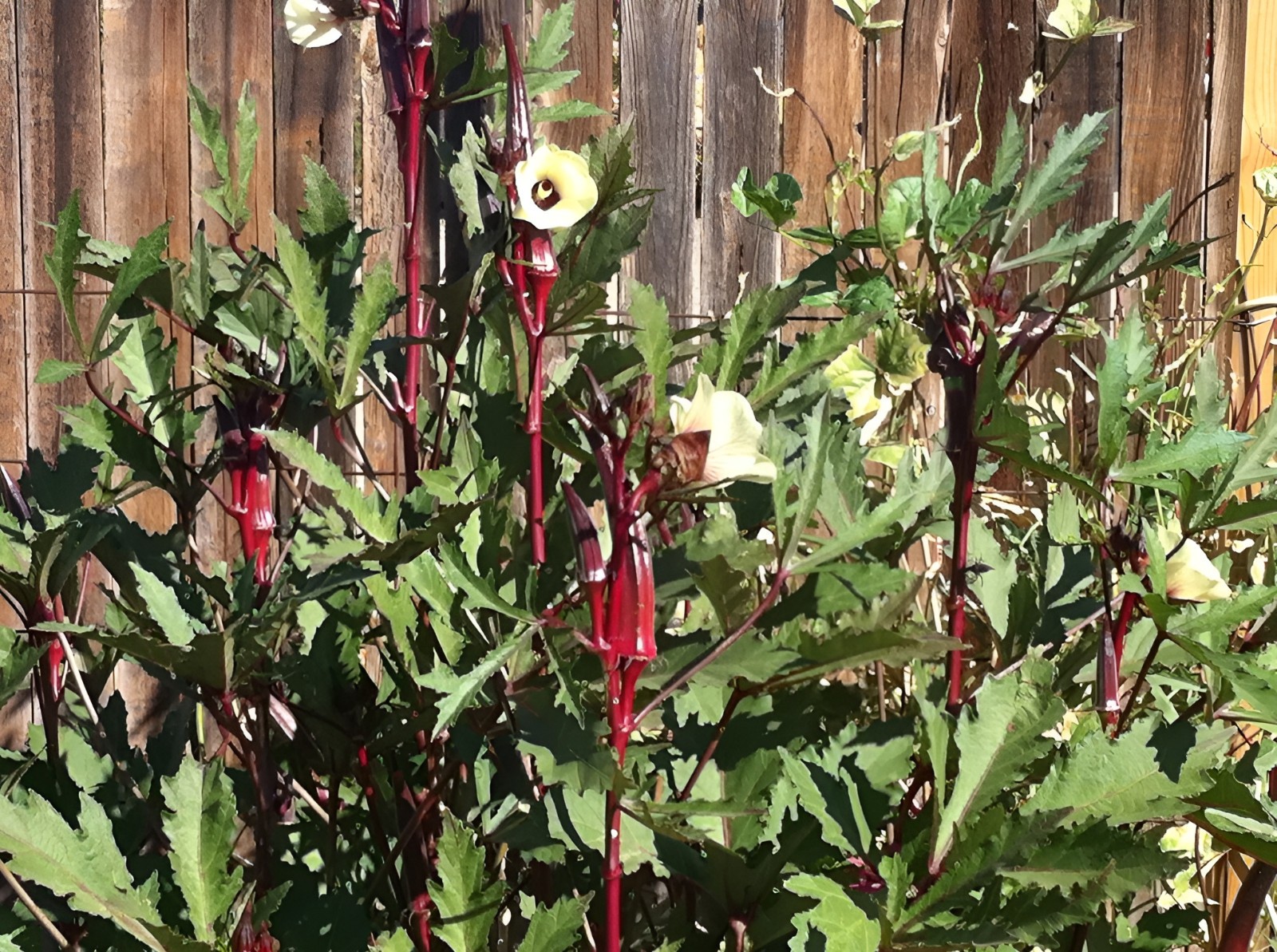 60 Heirloom Red Burgundy Okra Seeds – Tender Pods, Easy Harvest, Easy To Grow!