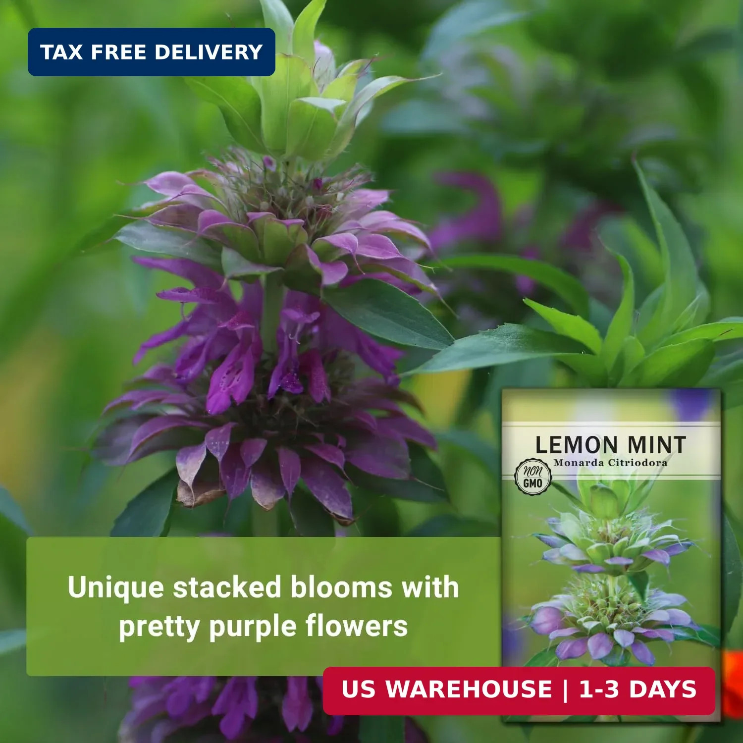 Sow Right Seeds – Lemon Mint Seed for Planting – Non-GMO Heirloom with Packet wi