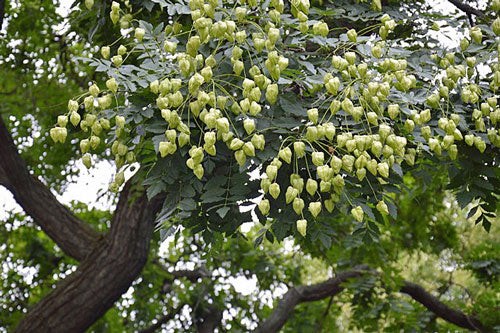 Koelreuteria paniculata | Golden Rain Tree | Pride of India | 20 Seeds