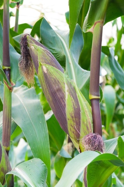 Tlaxcala Conico Morado Corn Seeds (1 lb) / MEXICAN HEIRLOOM / Non-GMO / RARE