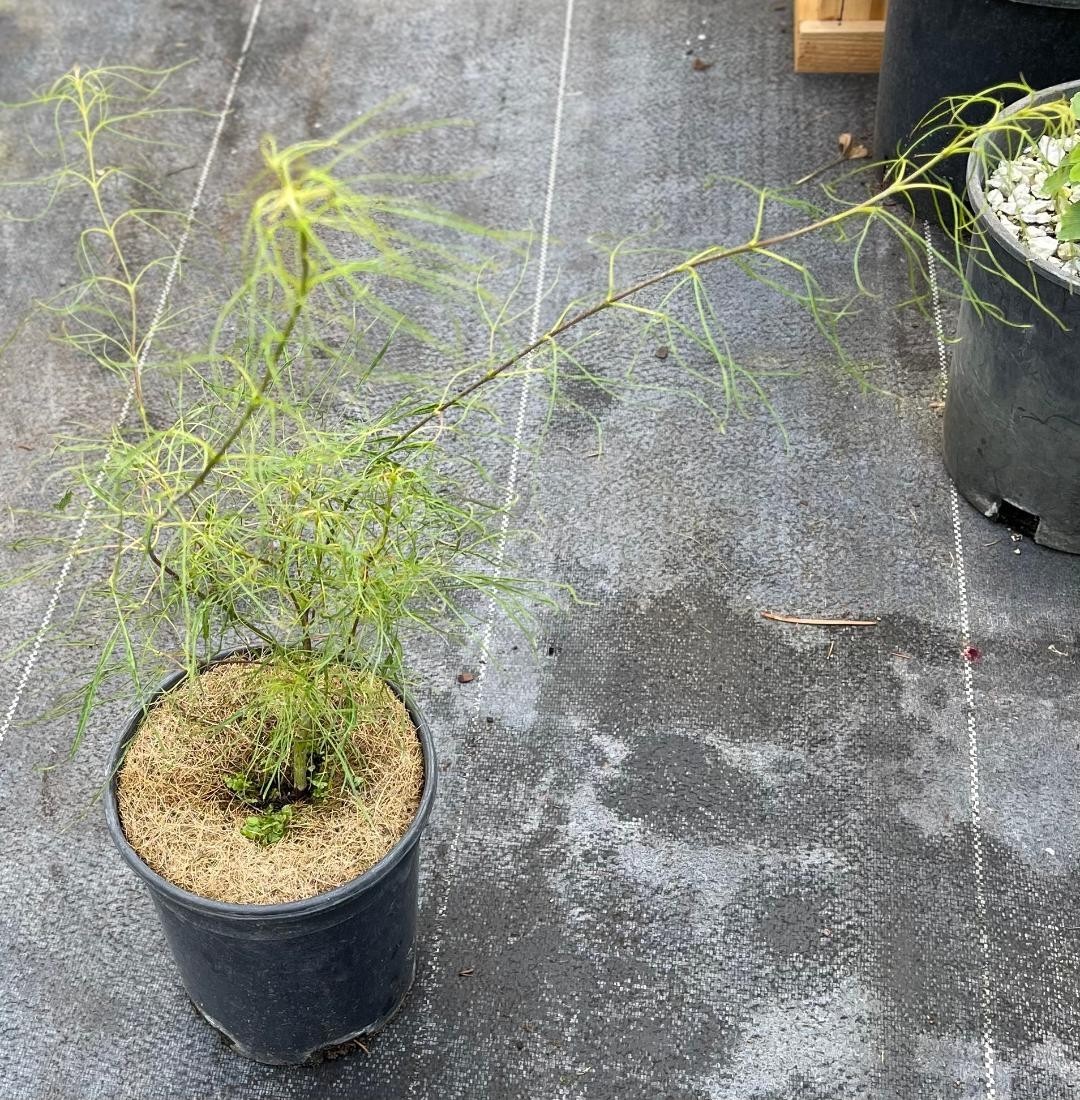 Acer palmatum ‘Fairy Hair’ (Fairy Hair Japanese Maple), one gallon, Rare!