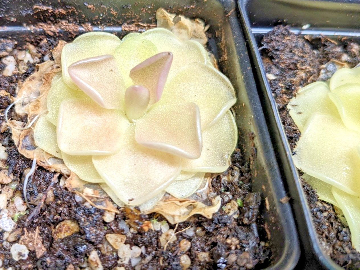 Pinguicula Butterwort (morenensis / wesser)