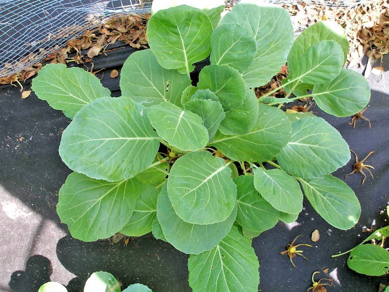 601+VATES COLLARD GREENS Seeds Heat Frost Tolerant Slow Bolt Garden Container