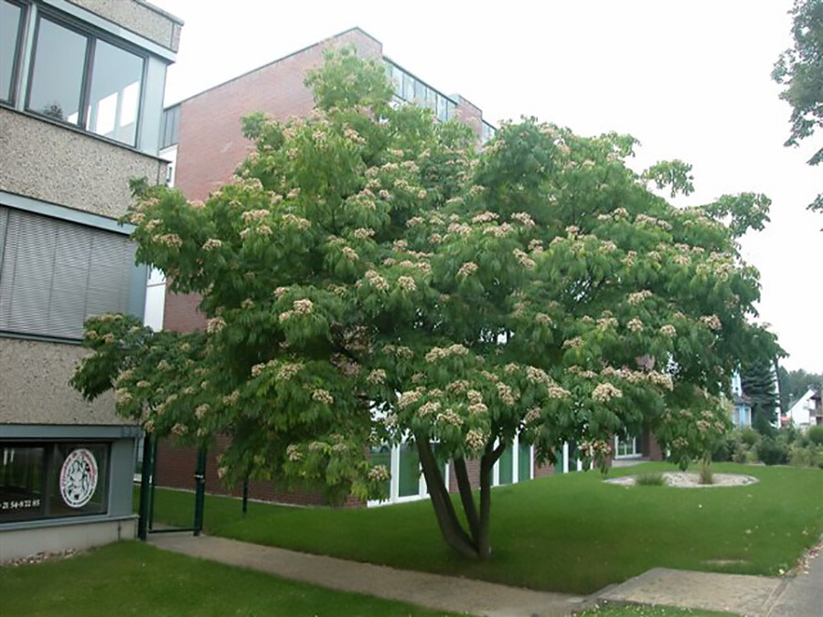 Korean Evodia, (Bee Bee Tree), Evodia danielli, Tree Seeds