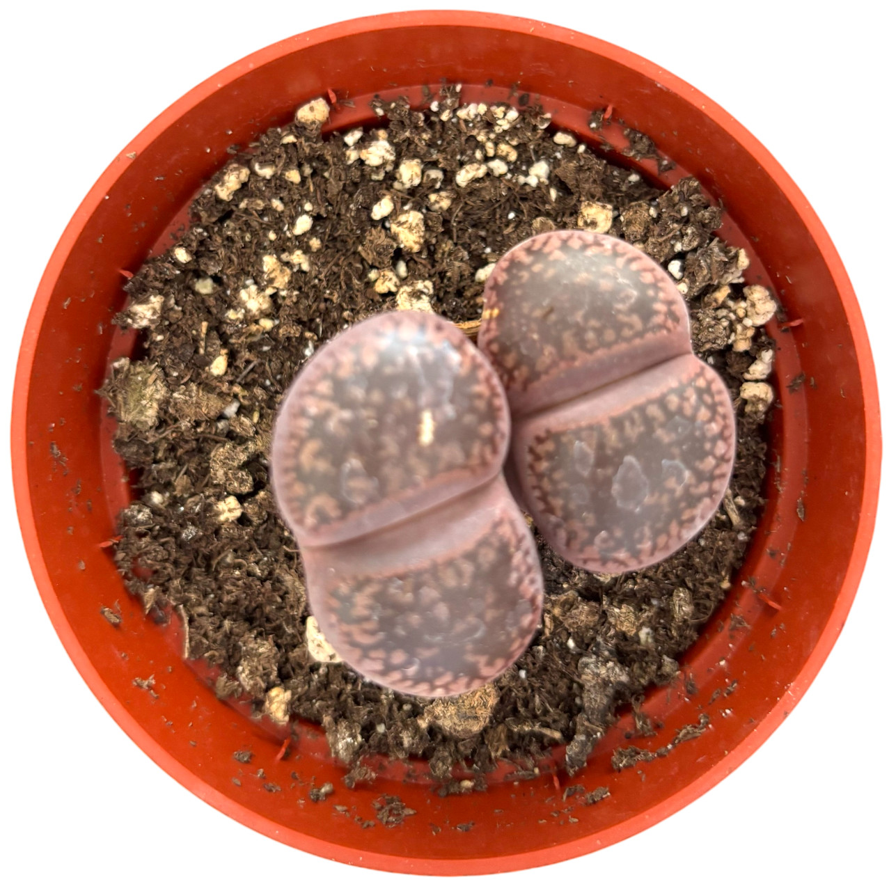 Was $20 Now $10 Lithops Live Succulent Plant, Large 4″ Pot, Rare Living Stone