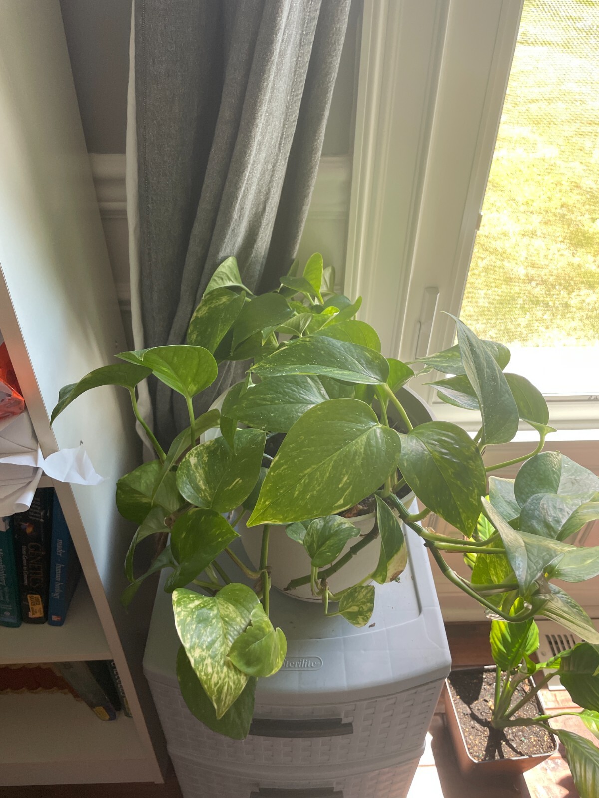 Bare rooted Golden Pothos, Free shipping