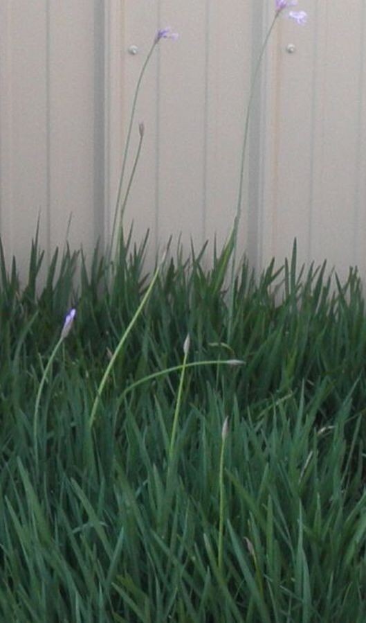 Society Garlic Bare Root (30 INDIVIDUAL LIVE BULBS) From My Garden to Yours