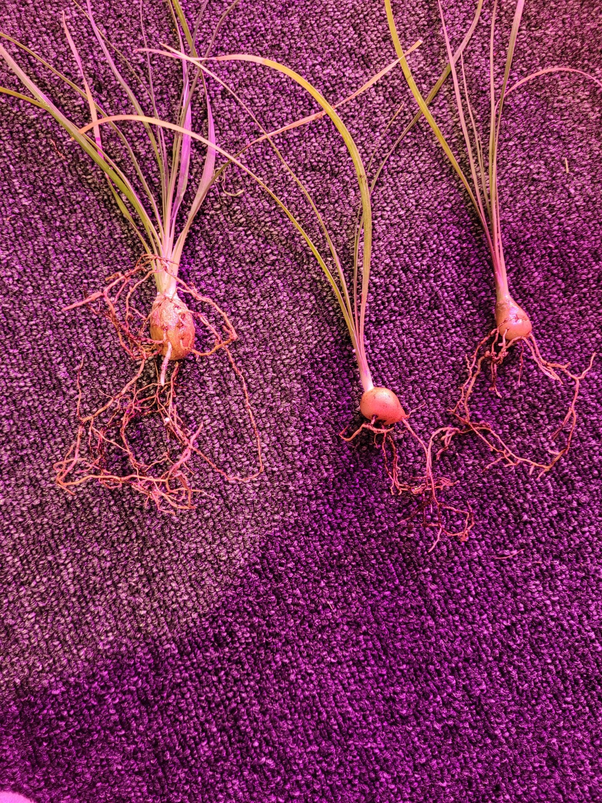 Ponytail Palm Beaucarnea Recurvata 1 Seedling Exotic Houseplant