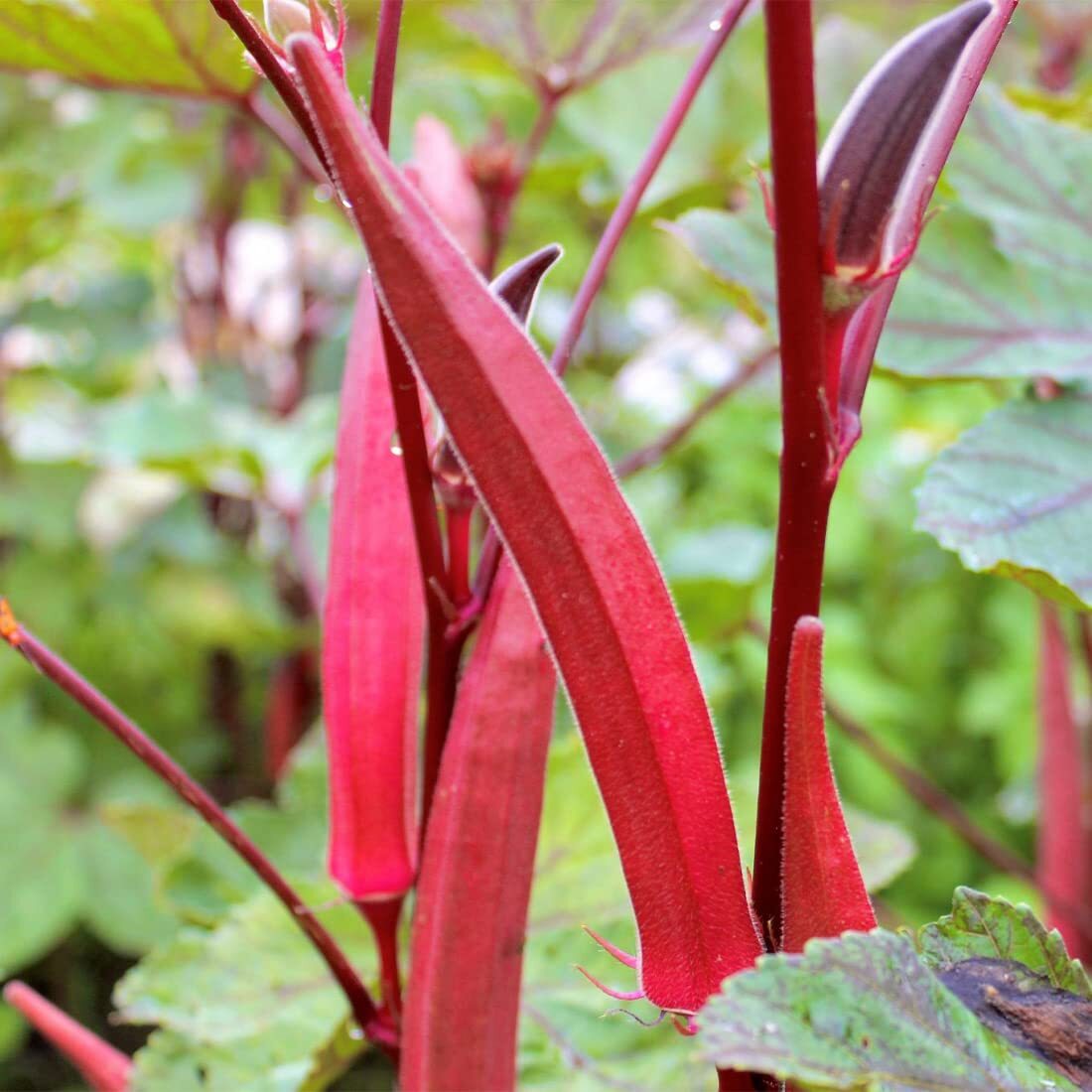 150+Red Okra Seeds�for Planting�in Garden & Outdoor?Drought-Resistant Okra Heirl