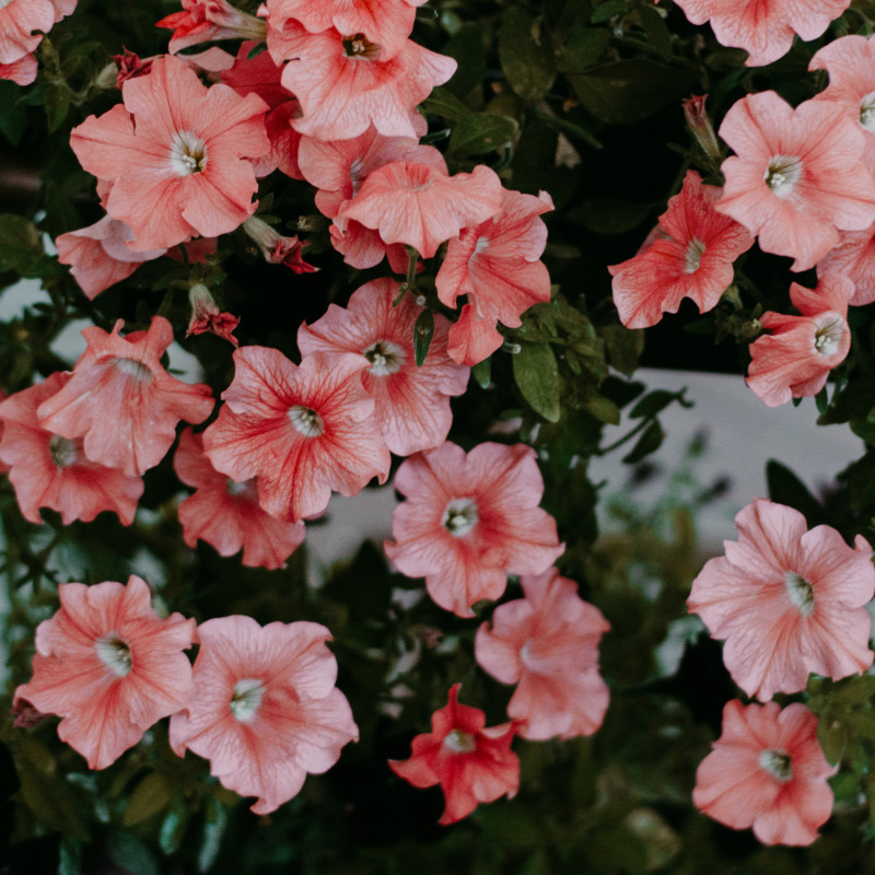 Petunia Seeds Flowers Perennial Flowers Seed Annual US SELLER 175 Seeds Garden