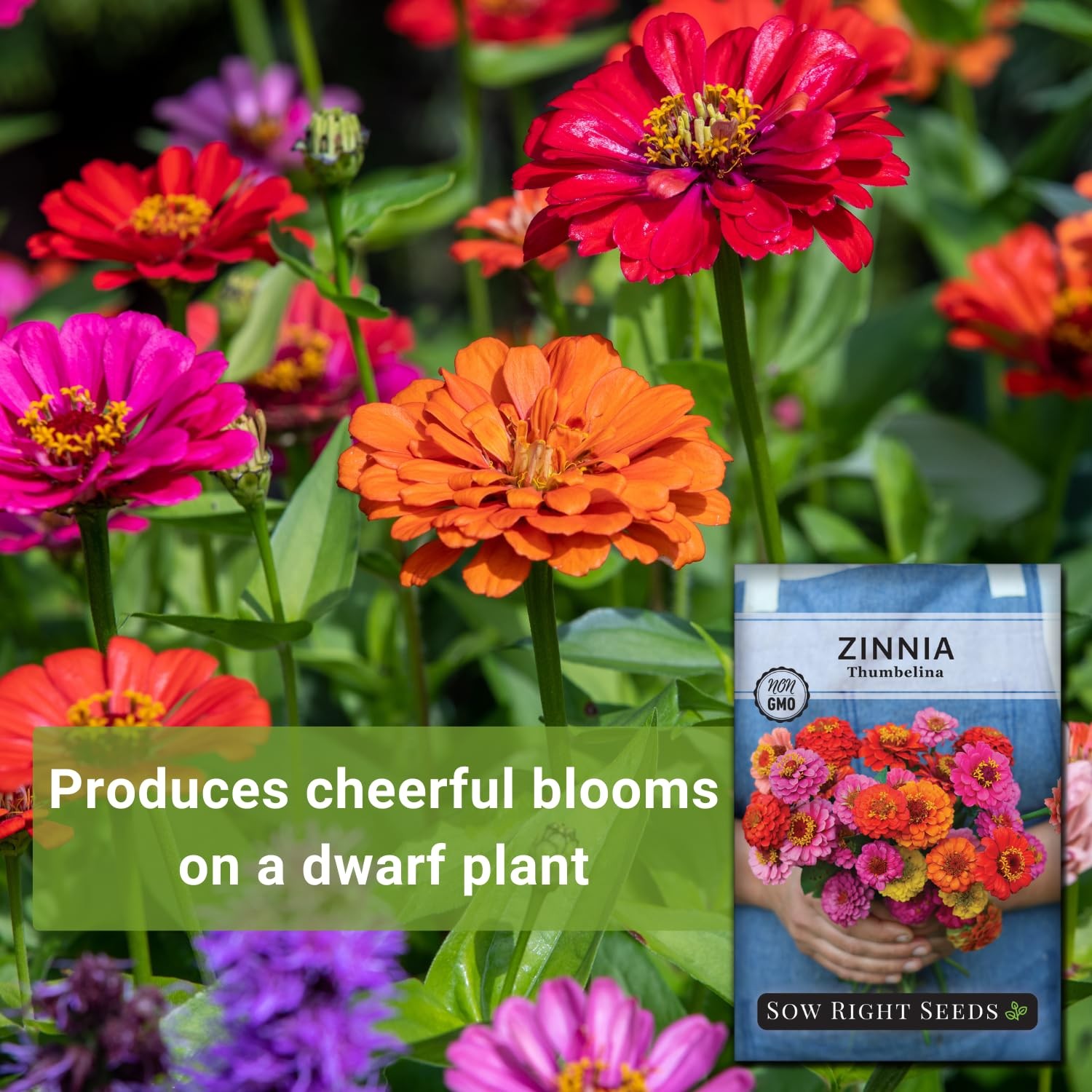 Sow Right Seeds – Thumbelina Zinnia for Planting – Beautiful to Mix
