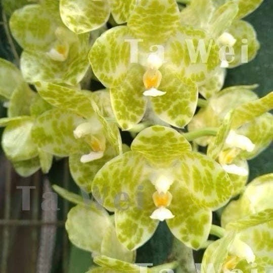 Phalaenopsis gigantea alba x sib
