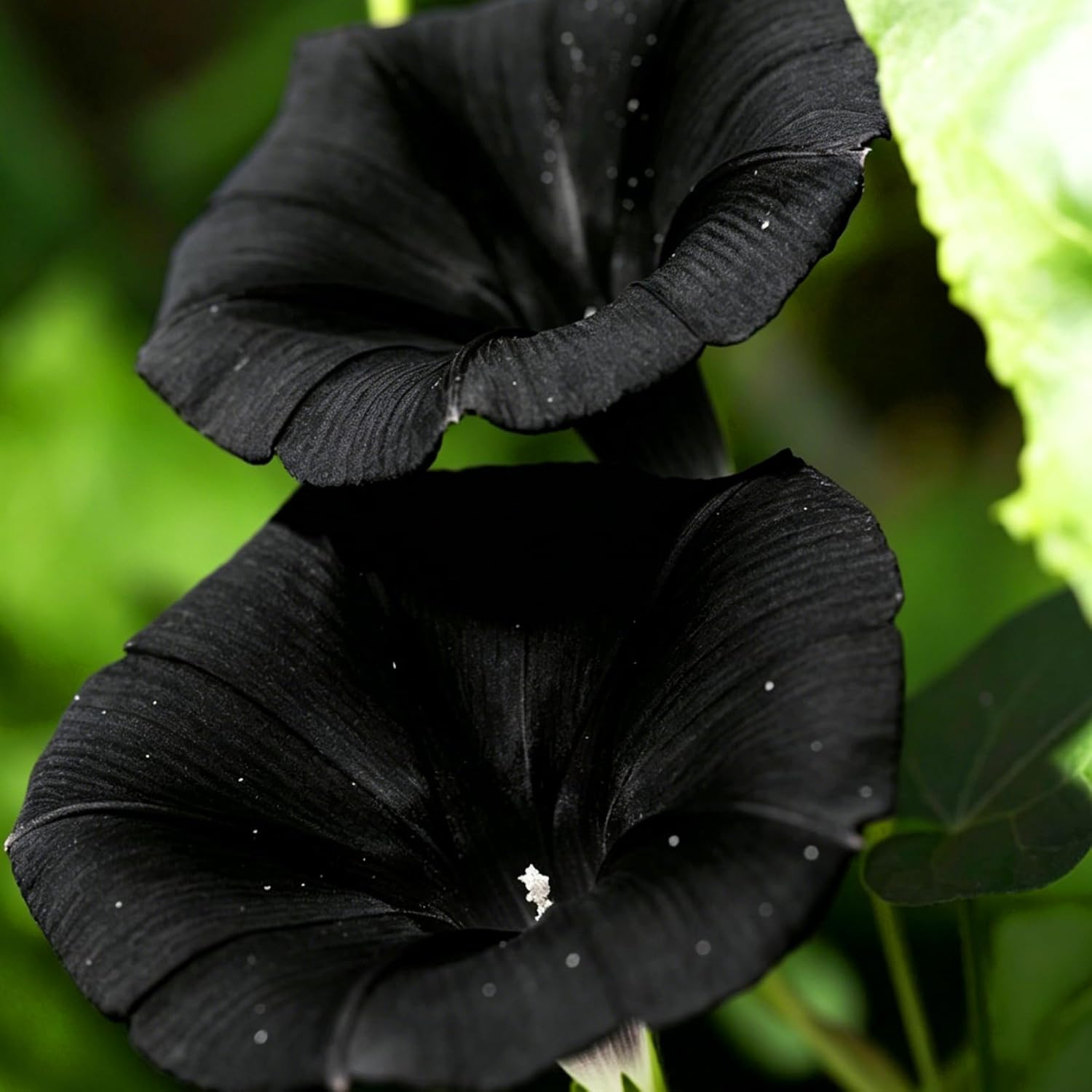 Dwarf Petunia Seeds for Planting, 310+Pcs Perennial Night Sky Black Petunia