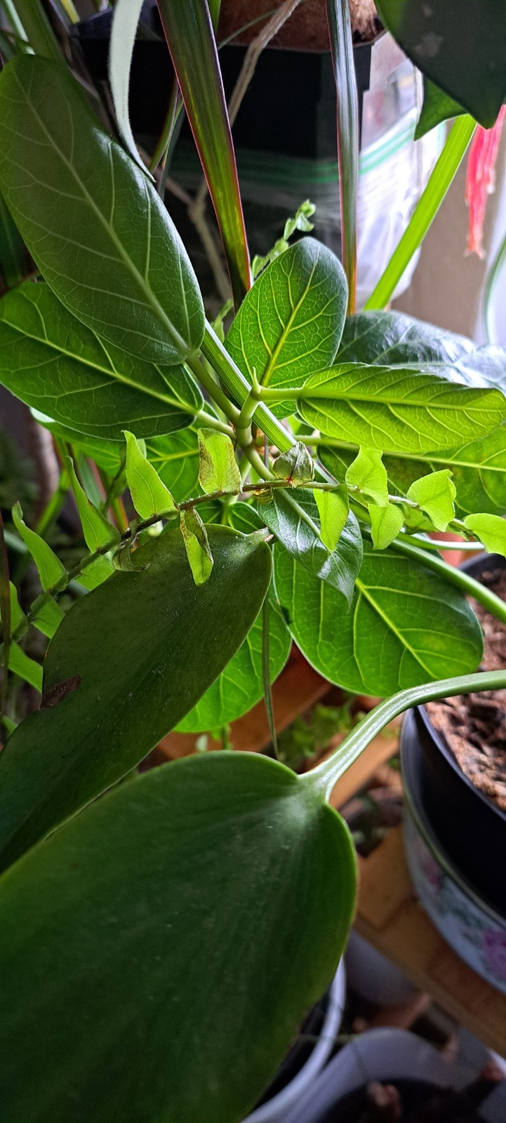 Straight Out Of The Propbox Mystery House Plant Bundle- 6 Plants