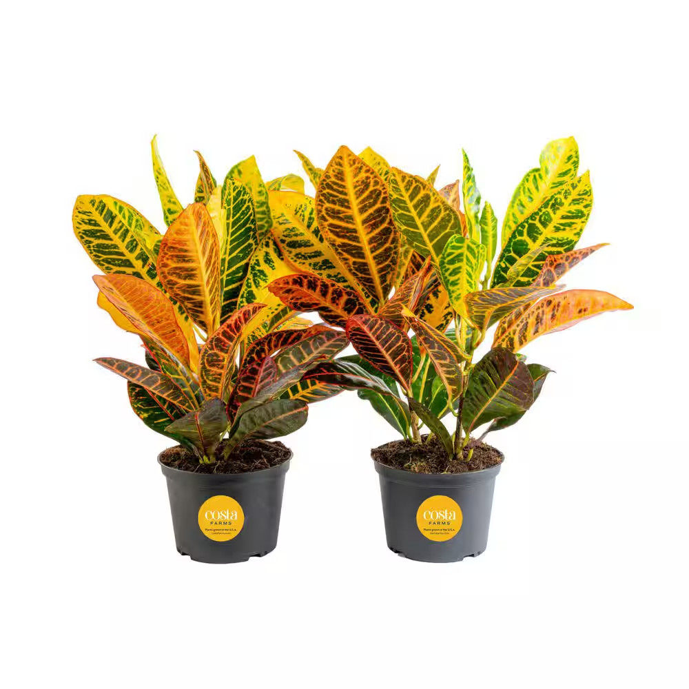 Croton Petra Indoor Plant in Grower’S Pot, Average Shipping Height 1-2 Ft. Tall
