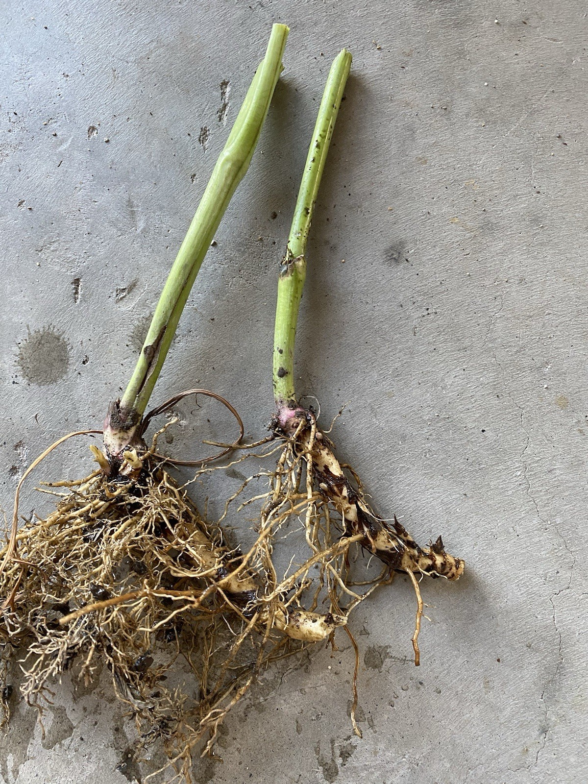 3 Bare Roots Golden Ball Rudbeckia Old Fashion Freshly Dug For Immediately Plant