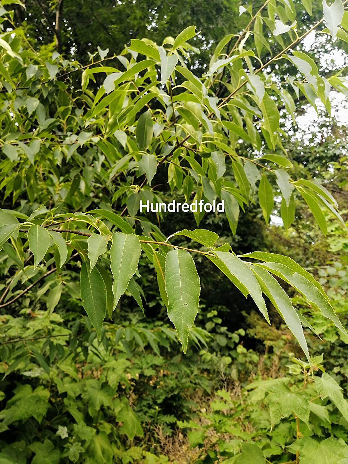 Black Cherry Tree 10 Seeds Prunus serotina Canada Native Wild Black Cherry Rum