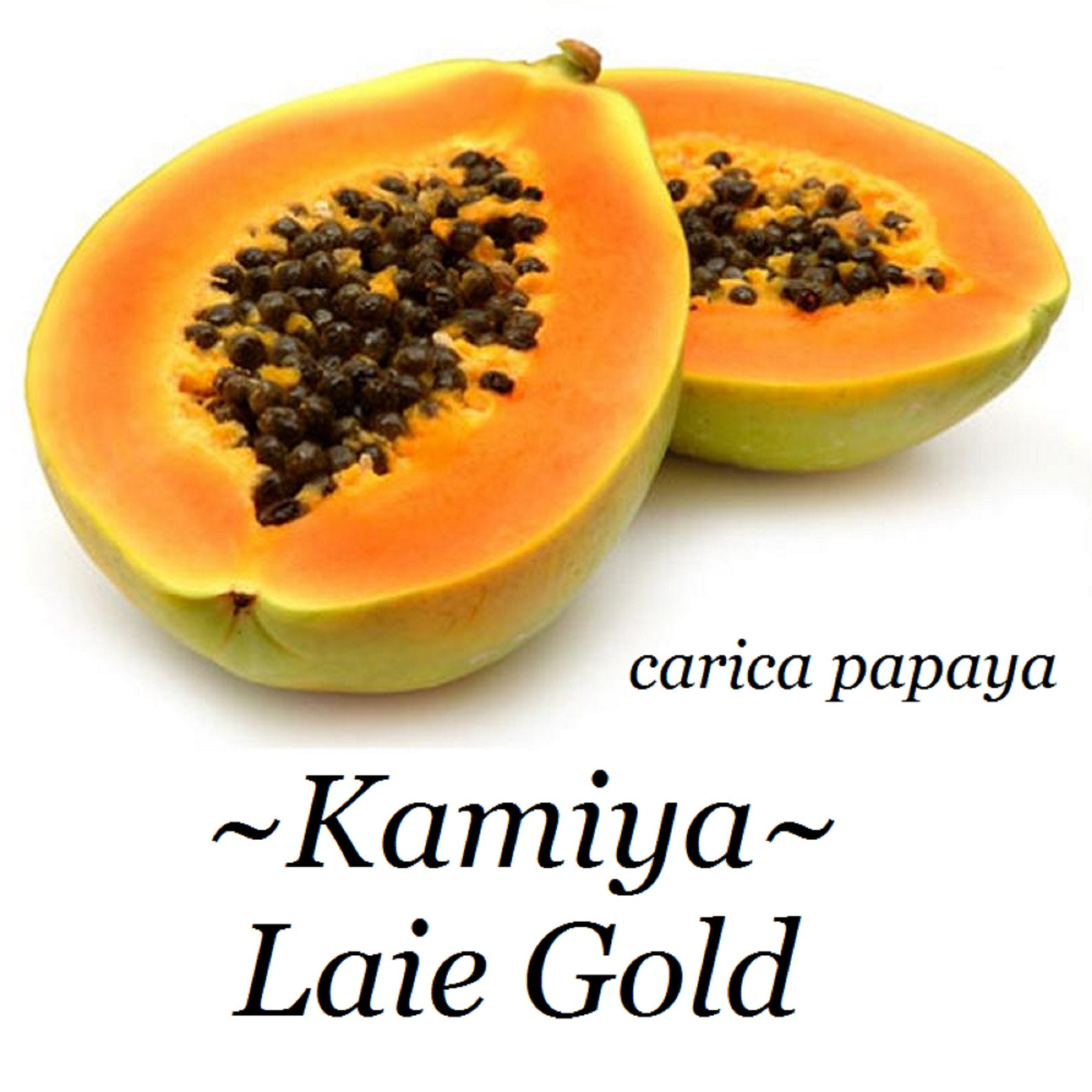~LAIE GOLD~ HYBRID PAPAYA Kamiya Yellow Flesh Solo X-77 UH Cultivar 60+ SEEDS