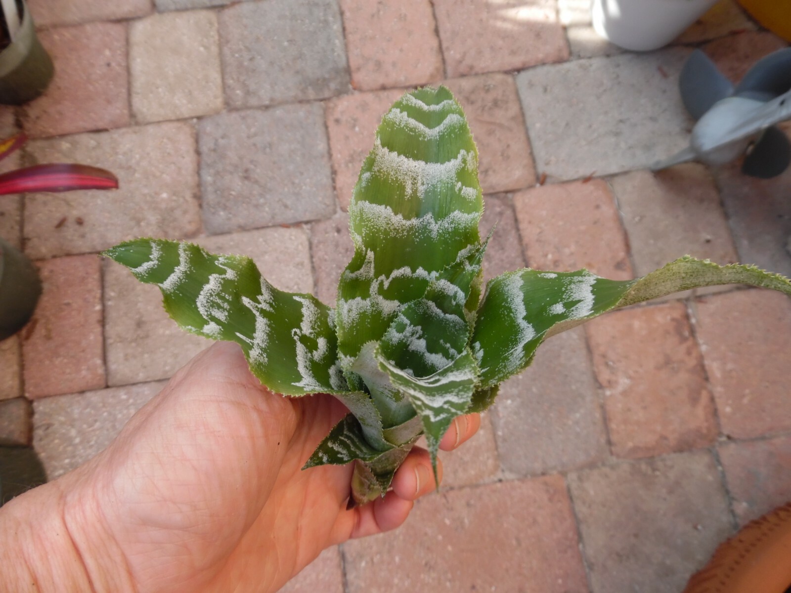 Cryptanthus BETTY ANN PREVATT Bromeliad one tropical plant *MEDIUM*