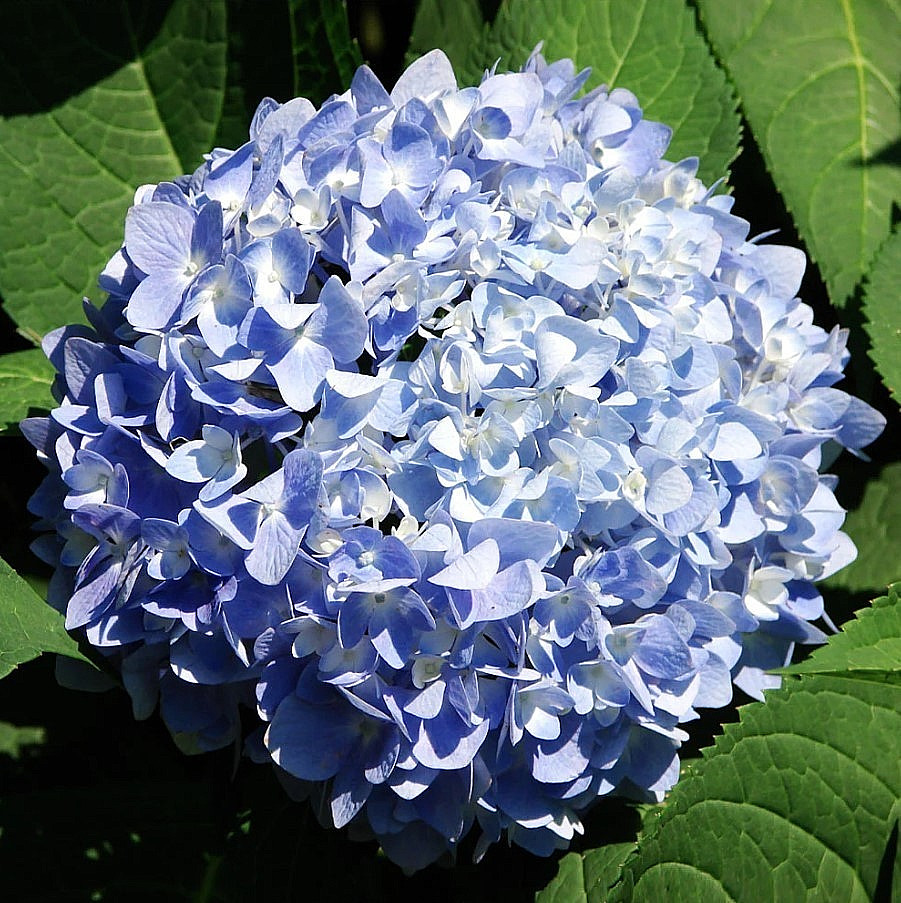 Nikko Blue Hydrangea Live Plant – 6-12″ Tall – 1qt Pot – Dwarf – Zones 5-9