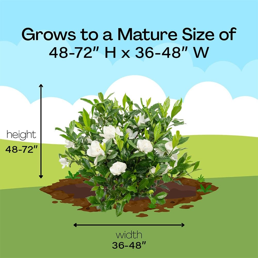 Generic Shrub 2.5 Qt. August Beauty Gardenia