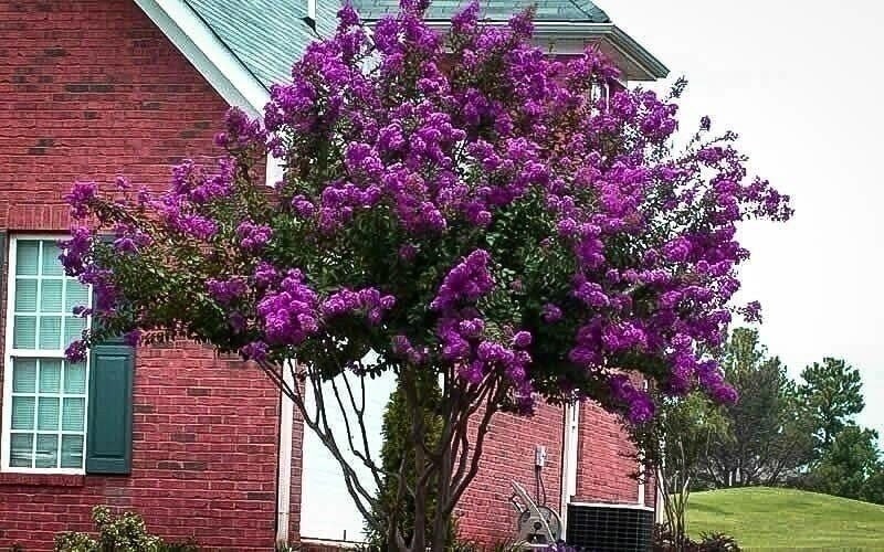 Crape Myrtle Catawba | 2 Inch | Lagerstroemia indica | Flowering Tree Plant