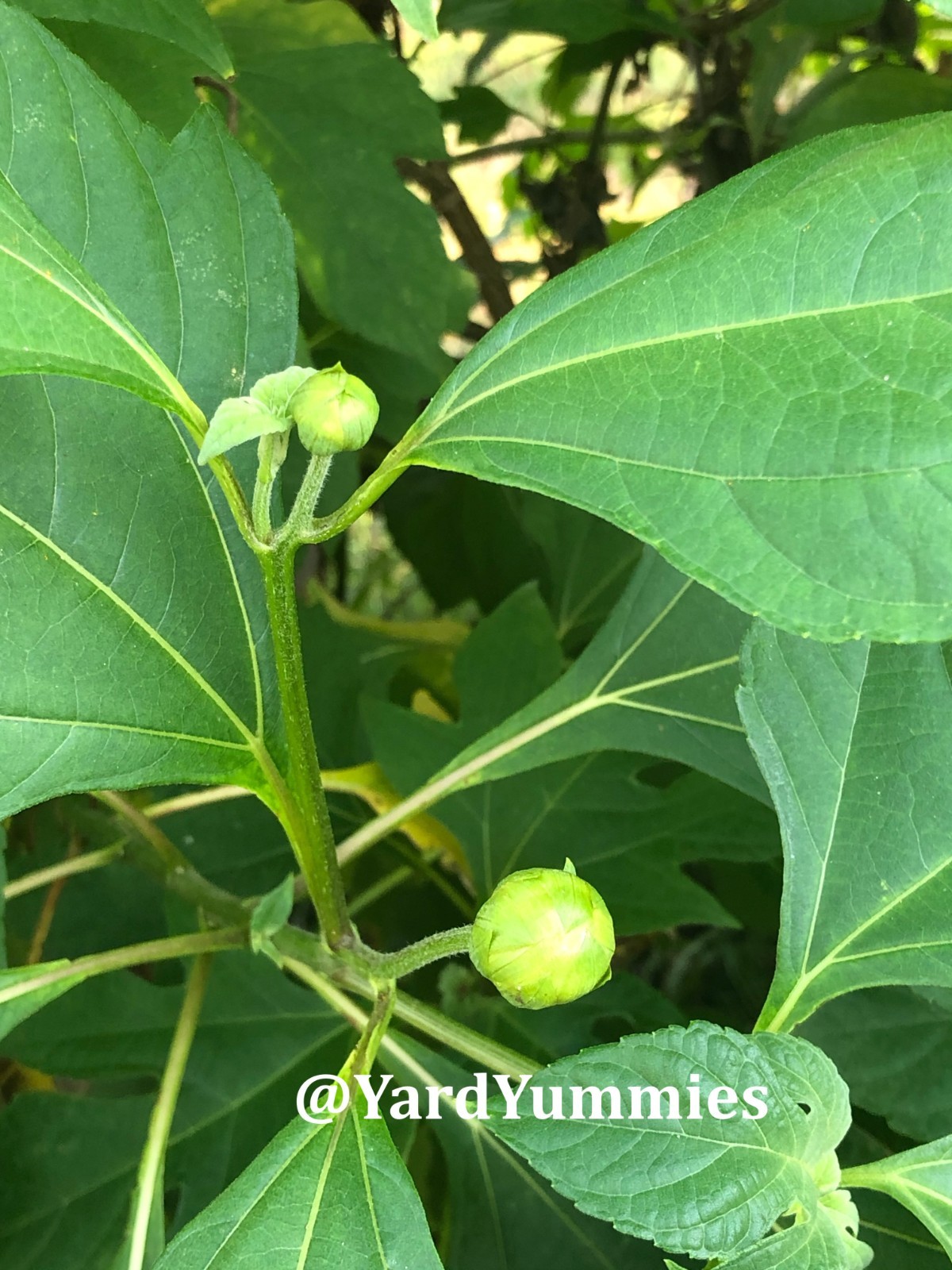 Mexican Sunflower Cuttings (Unrooted) Yellow Flower- Permaculture Chop & Drop